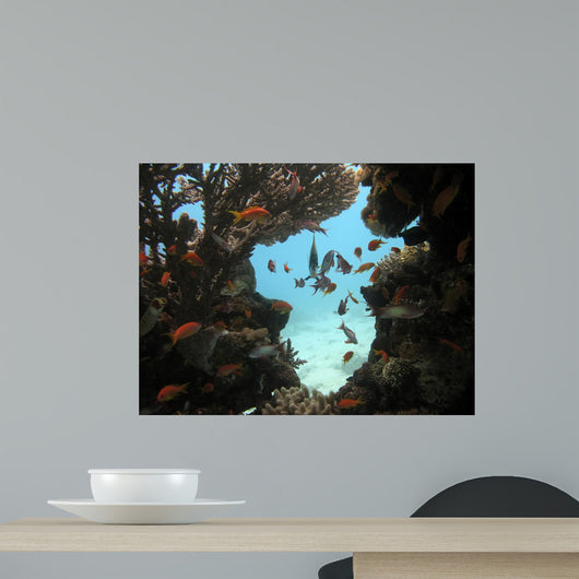 Anthias and Coral Wall Mural
