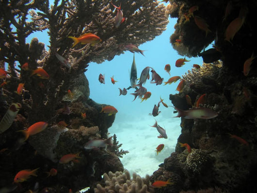 Anthias and Coral Wall Mural