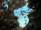 Anthias and Coral Wall Mural