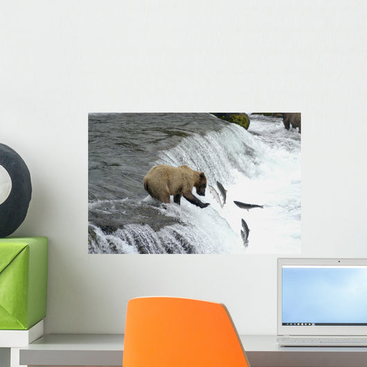 Brown Bear Trying to Catch Salmon Wall Mural