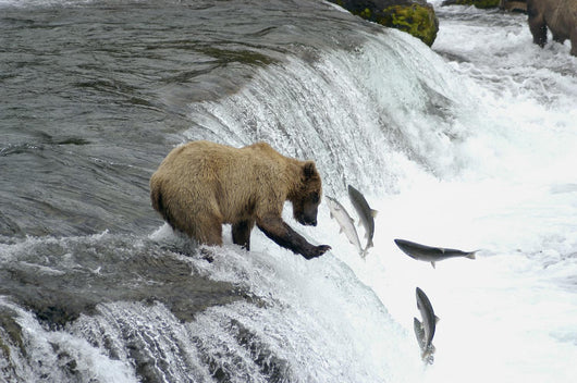 Brown Bear Trying to Catch Salmon Wall Mural