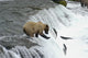 Brown Bear Trying to Catch Salmon Wall Mural