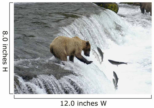 Brown Bear Trying to Catch Salmon Wall Mural