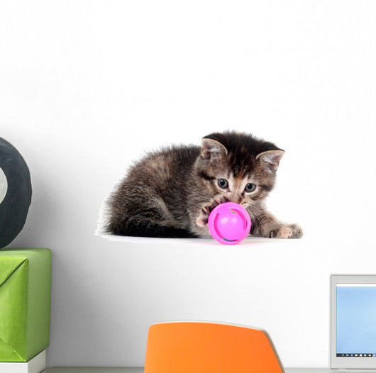 Tabby kitten playing with toy Wall Decal