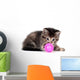 Tabby kitten playing with toy Wall Decal