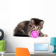 Tabby kitten playing with toy Wall Decal