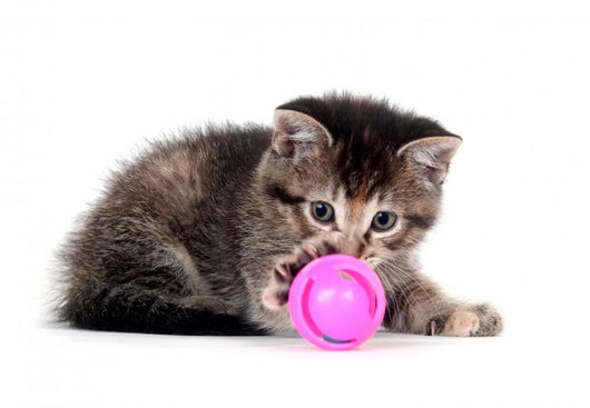 Tabby kitten playing with toy Wall Decal