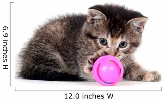Tabby kitten playing with toy Wall Decal