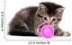 Tabby kitten playing with toy Wall Decal