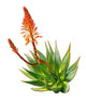 Aloe Wall Decal