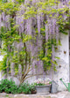 wisteria Wall Mural