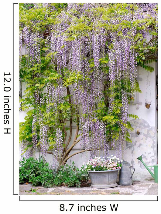 wisteria Wall Mural