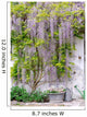wisteria Wall Mural