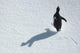 Running Penguin Wall Decal