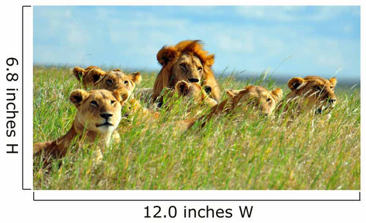 Pride of Lions Wall Mural