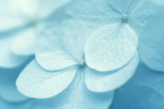 Hydrangea Wall Mural