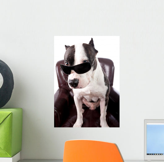 American Staffordshire Wearing Sunglasses Looking up Wall Decal