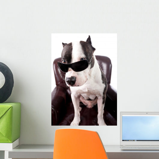American Staffordshire Wearing Sunglasses Looking up Wall Decal