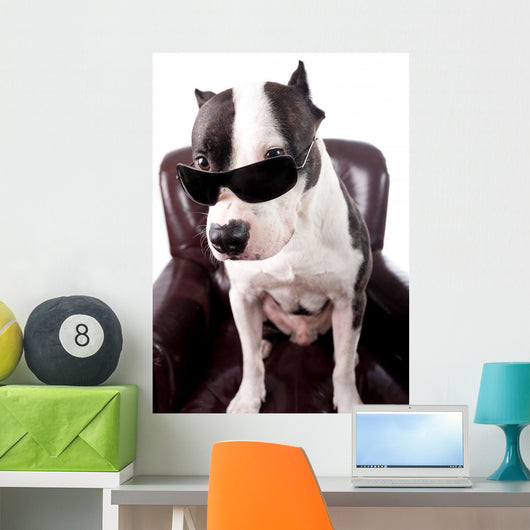 American Staffordshire Wearing Sunglasses Looking up Wall Decal