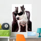 American Staffordshire Wearing Sunglasses Looking up Wall Decal