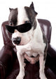American Staffordshire Wearing Sunglasses Looking up Wall Decal