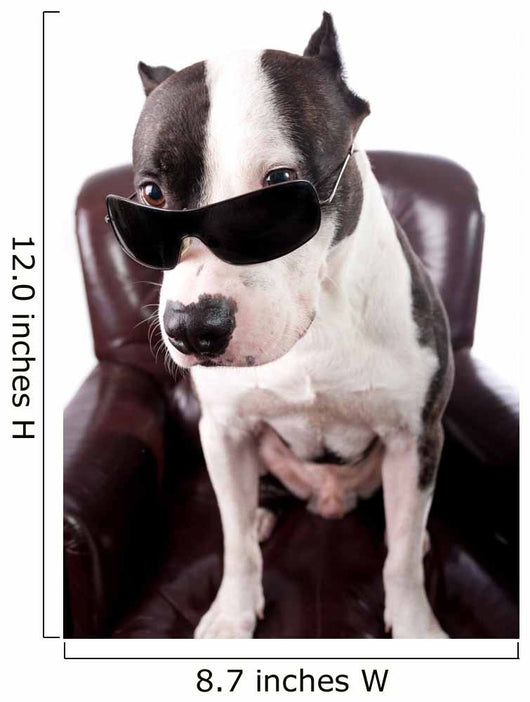 American Staffordshire Wearing Sunglasses Looking up Wall Decal