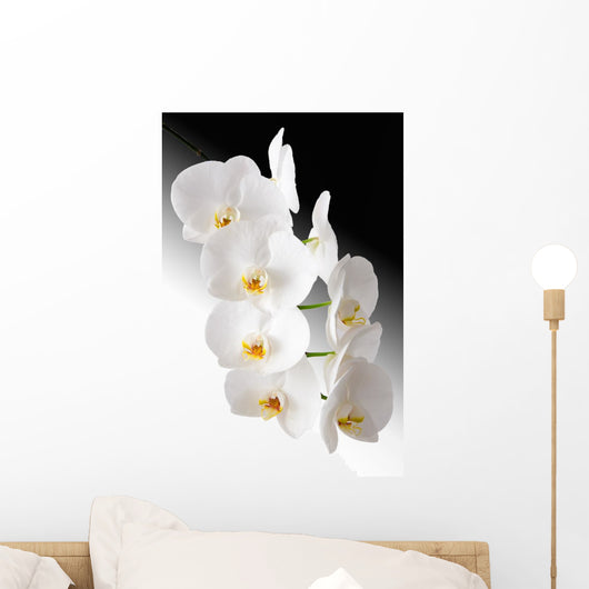 Weisse Orchidee Wall Mural