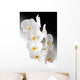 Weisse Orchidee Wall Mural