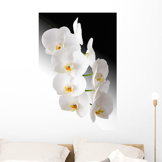 Weisse Orchidee Wall Mural
