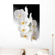 Weisse Orchidee Wall Mural