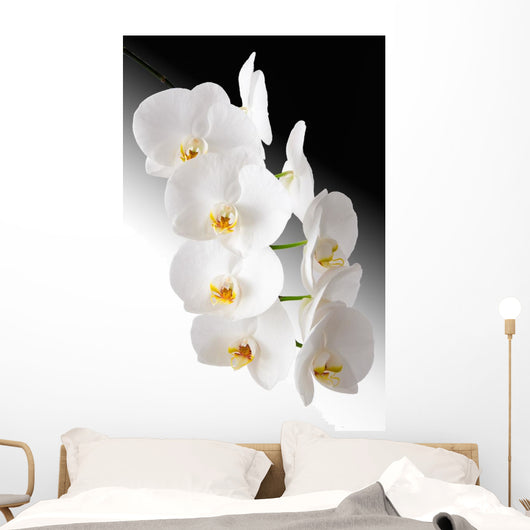 Weisse Orchidee Wall Mural