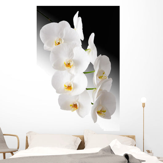 Weisse Orchidee Wall Mural