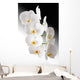 Weisse Orchidee Wall Mural