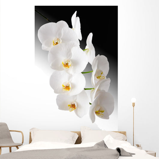 Weisse Orchidee Wall Mural