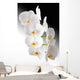 Weisse Orchidee Wall Mural