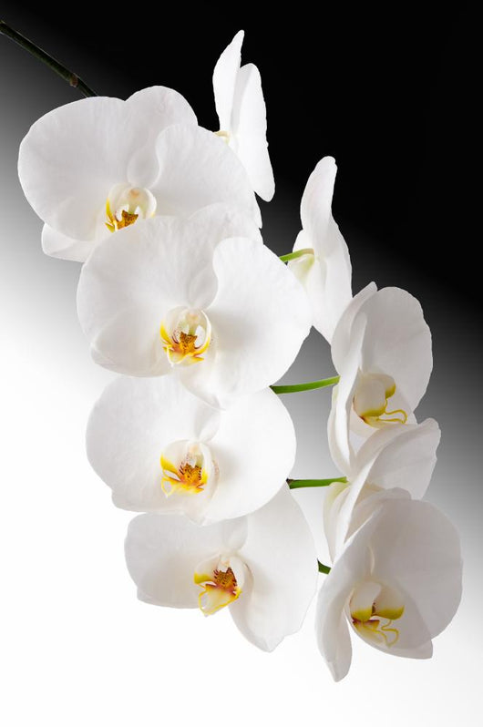 Weisse Orchidee Wall Mural