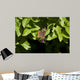 Buckeye Butterfly Wall Mural