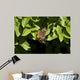 Buckeye Butterfly Wall Mural