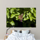 Buckeye Butterfly Wall Mural