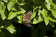 Buckeye Butterfly Wall Mural
