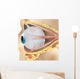 2 Eye Anatomy Wall Decal