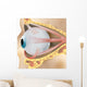 2 Eye Anatomy Wall Decal