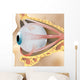 2 Eye Anatomy Wall Decal