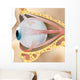 2 Eye Anatomy Wall Decal