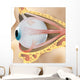 2 Eye Anatomy Wall Decal