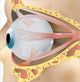 2 Eye Anatomy Wall Decal