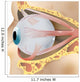2 Eye Anatomy Wall Decal