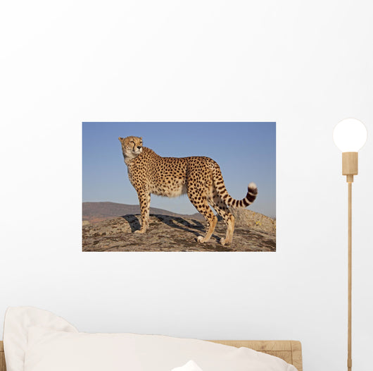 Gepard im Abendlicht