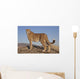 Gepard im Abendlicht