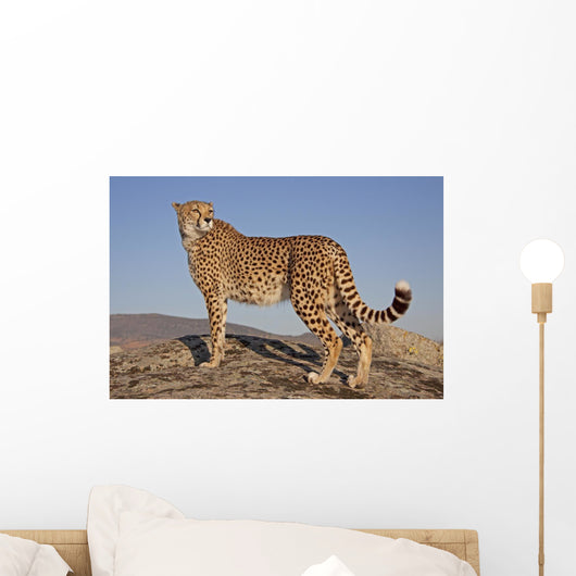 Gepard im Abendlicht